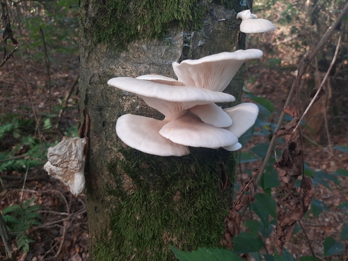 pale oyster