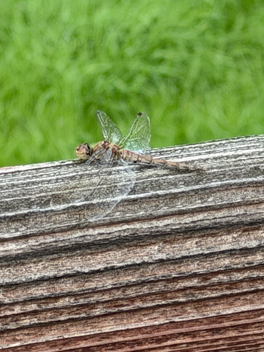 Common Darter