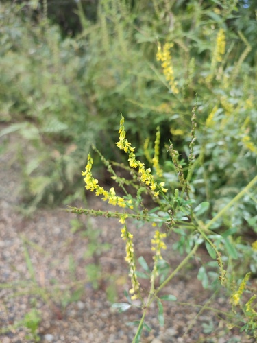 Melilotus suaveolens observed 2026-08-31