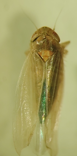 Cicadula placida