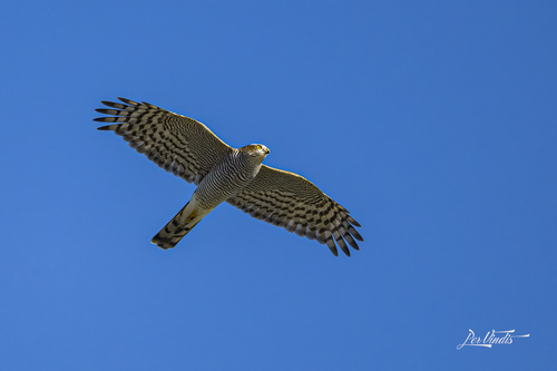 Eurasian Sparrowhawk