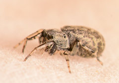 Zygoballus rufipes