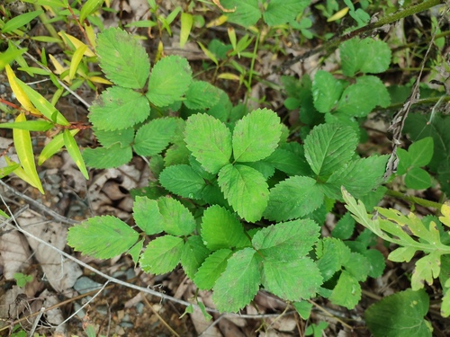 Potentilla centigrana observed 2026-08-31