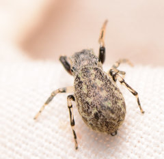 Zygoballus rufipes