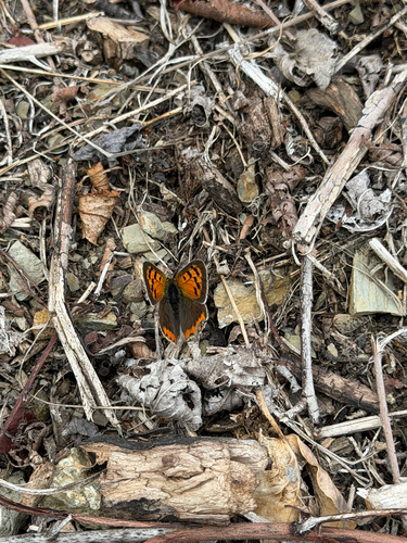 Small Copper
