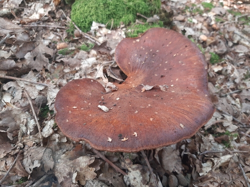 Beefsteak Polypore