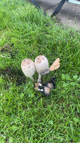 Shaggy Mane