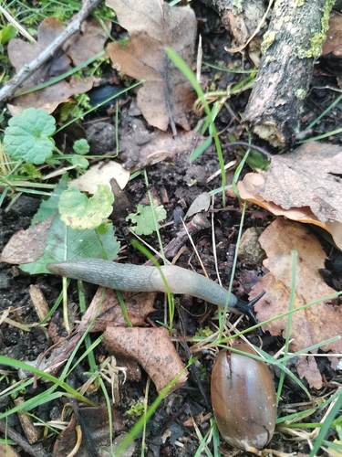Black-headed Slug
