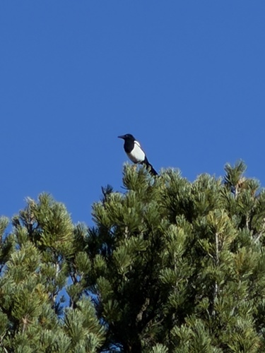 Eurasian Magpie