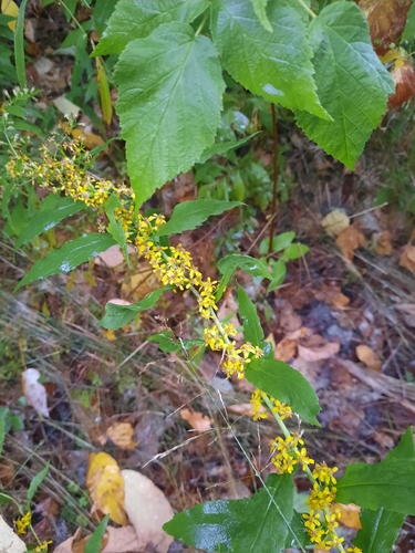 bluestem goldenrod