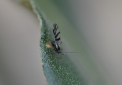 Microparsus brasiliensis