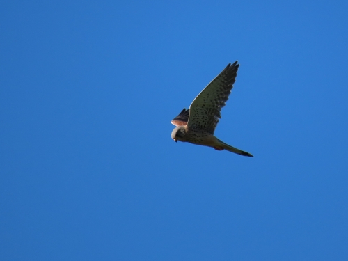 Eurasian Kestrel