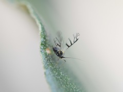 Microparsus brasiliensis