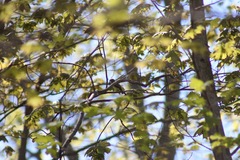 Vireo philadelphicus
