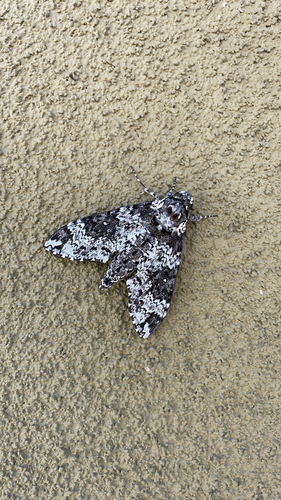 Rustic Sphinx