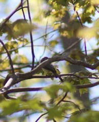 Vireo philadelphicus