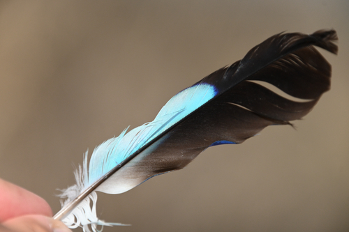 Plume de Rollier d'Europe