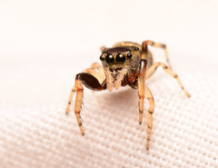 Zygoballus rufipes