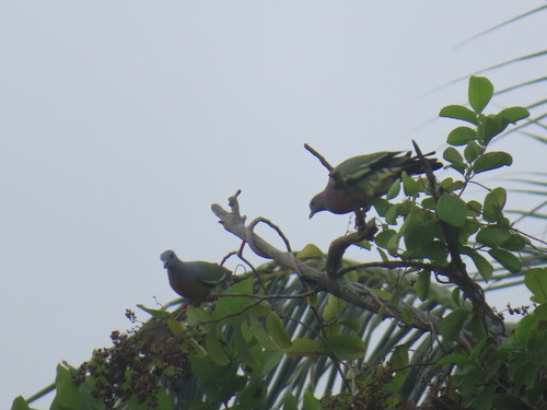 Pink-necked Green-Pigeon