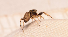 Zygoballus rufipes