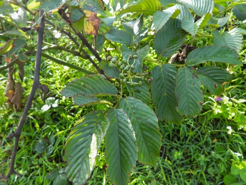 Leea indica observed 2026-09-27