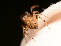 Zygoballus rufipes