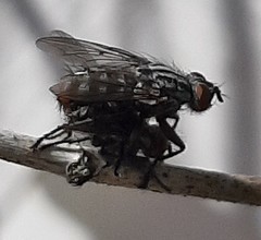 Diptera