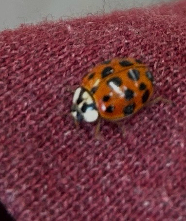 Asian Lady Beetle