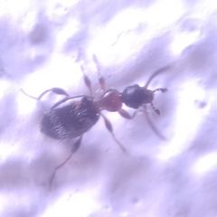 Anthelephila pedestris