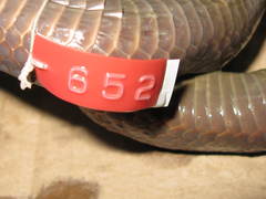 Amblyodipsas concolor