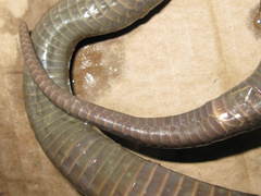 Amblyodipsas concolor