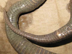 Amblyodipsas concolor