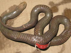 Amblyodipsas concolor