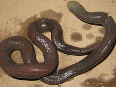 Amblyodipsas concolor