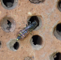 Monosapyga clavicornis