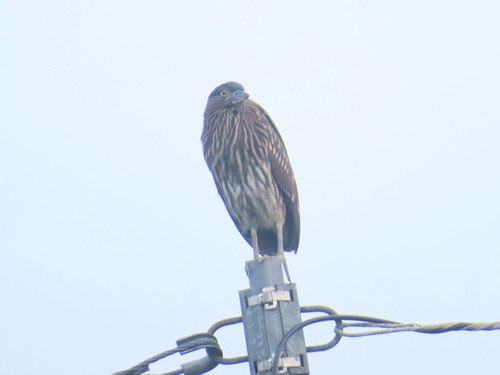 Nankeen Night Heron