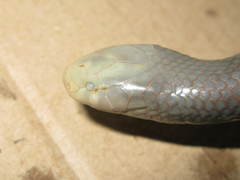 Amblyodipsas concolor