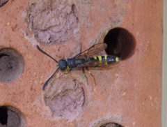 Monosapyga clavicornis