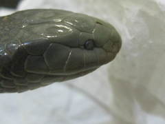 Amblyodipsas concolor