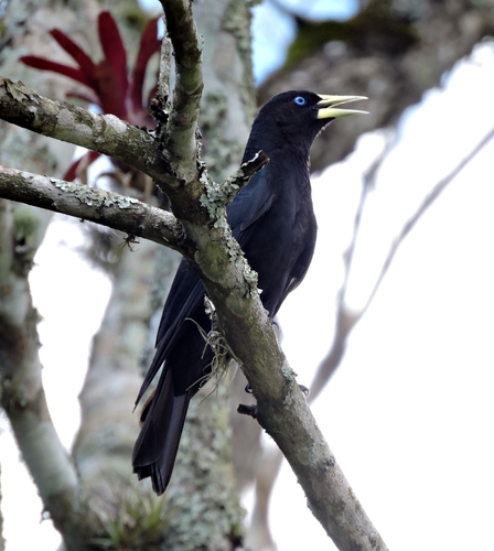 Red-rumped Cacique