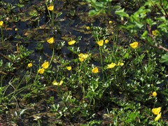Ranunculus flabellaris
