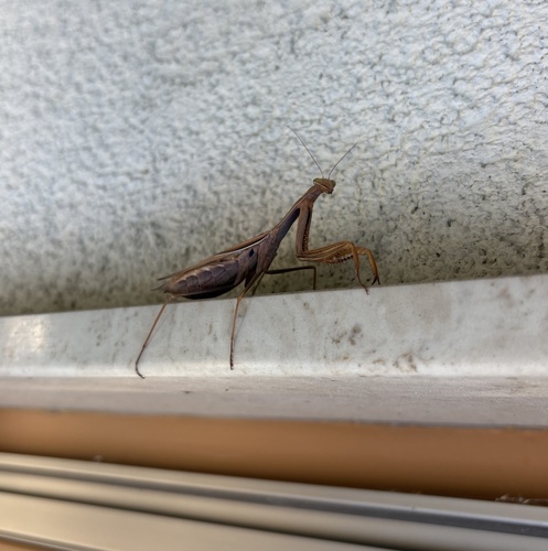 European Mantis