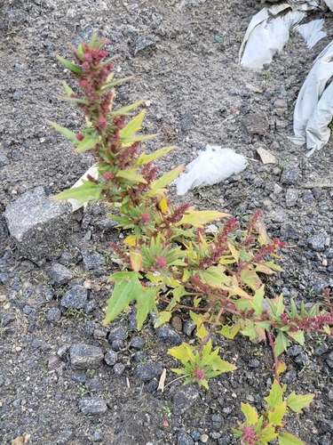 red pigweed