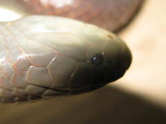 Amblyodipsas concolor