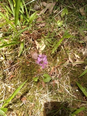 Polygala polygama