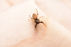 Zygoballus rufipes