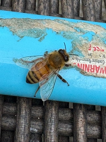 Western Honey Bee