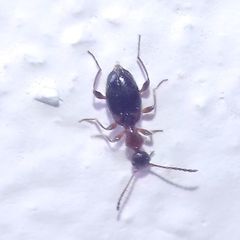 Anthelephila pedestris