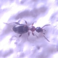 Anthelephila pedestris