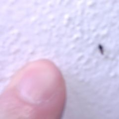 Anthelephila pedestris